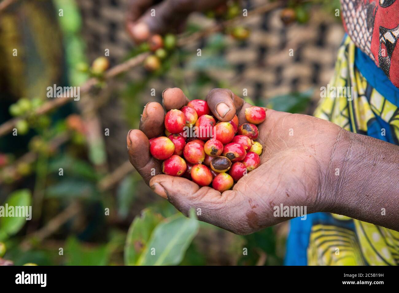 Visita alla cooperativa di caffè Gashonga nella regione del lago Kivu in Ruanda Foto Stock