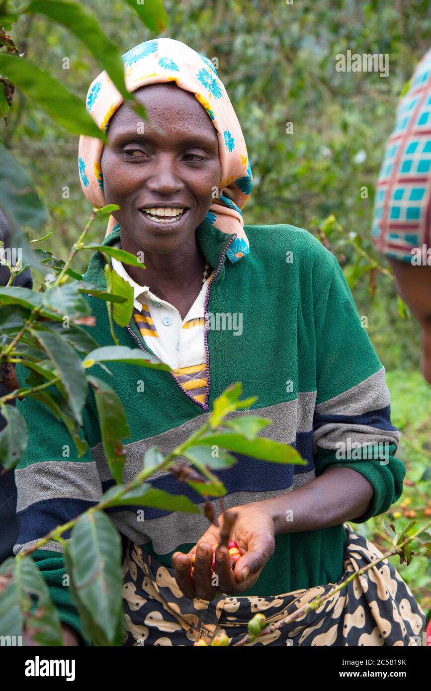Visita alla cooperativa di caffè Gashonga nella regione del lago Kivu in Ruanda Foto Stock