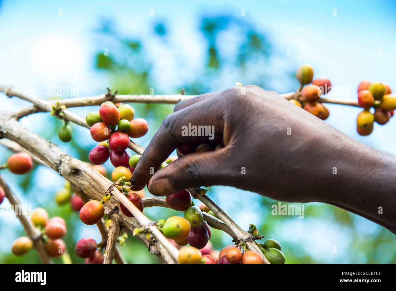 Stazione di lavaggio di Gisuma e agricoltori del collettivo Foto Stock