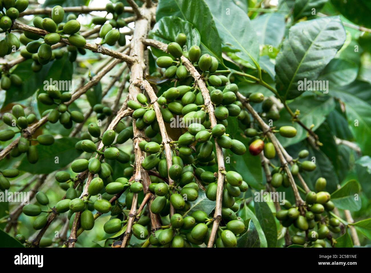 Stazione di lavaggio Kokabanya e bonus monetari con Rob Fiedler dei commercianti di Africana Foto Stock