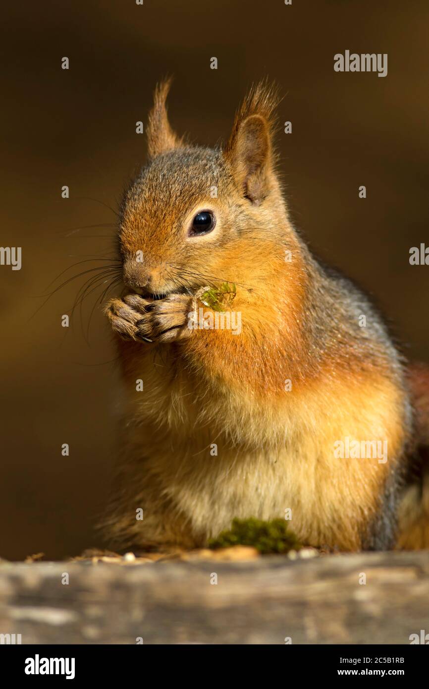 Scoiattolo carino. Sfondo marrone scuro della natura. Scoiattolo caucasico. Anomalia Sciurus. Foto Stock