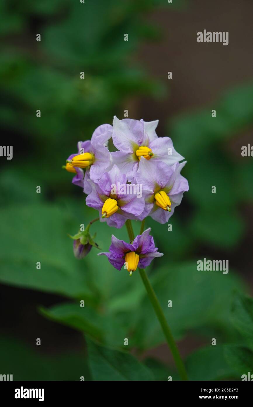 Fiori di patate (fiori), piante di patate fiorite Foto Stock