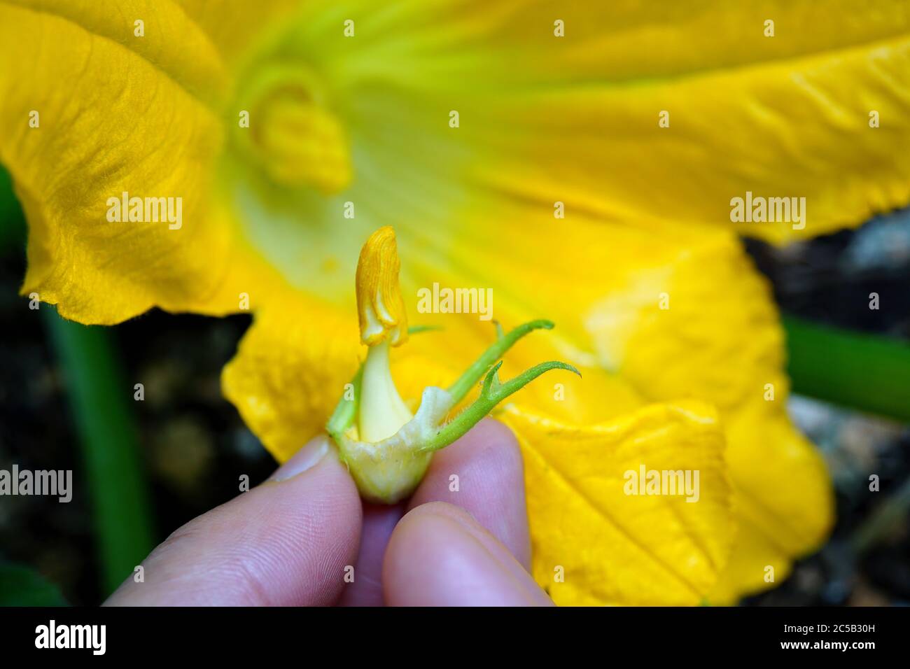 Impollinazione delle mani (impollinazione) zucca zucchina, fiori maschili e femminili (fiori) Foto Stock