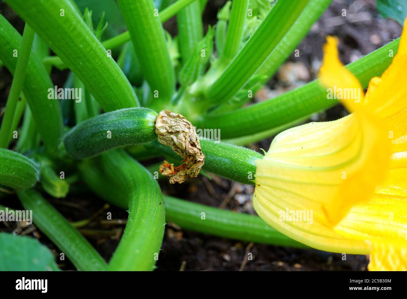 Black Beauty Squash verde Zucchini fiore (Fiore), frutta e pianta Foto Stock
