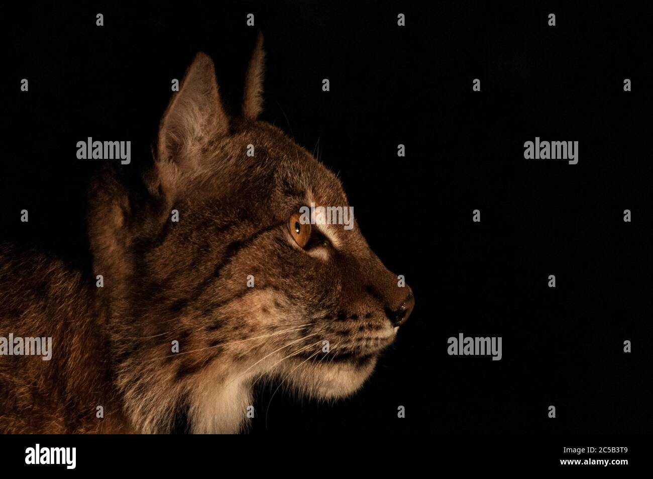 Lince eurasiatica illuminata alla luce solare dell'alba (profilo) Foto Stock