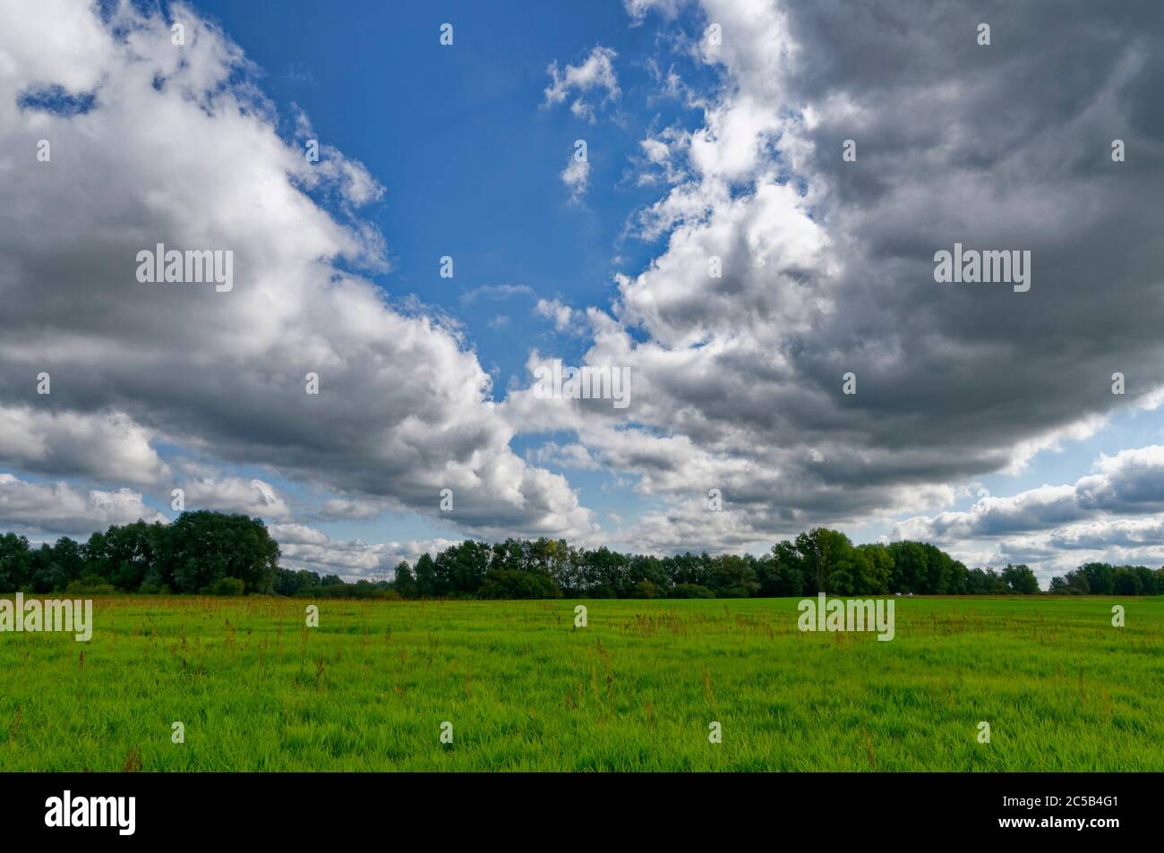 Elbtalaue (valle dell'Elba) vicino a Hitzacker (Elbe), distretto di Lüchow-Dannenberg, bassa Sassonia, Germania Foto Stock