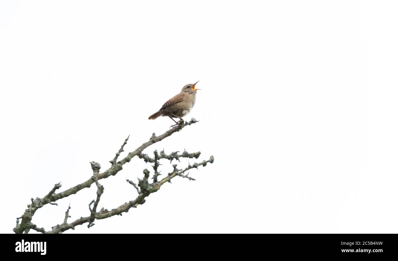 Un wren (UK) in pieno brano arroccato su un ramo con uno sfondo bianco. Foto Stock