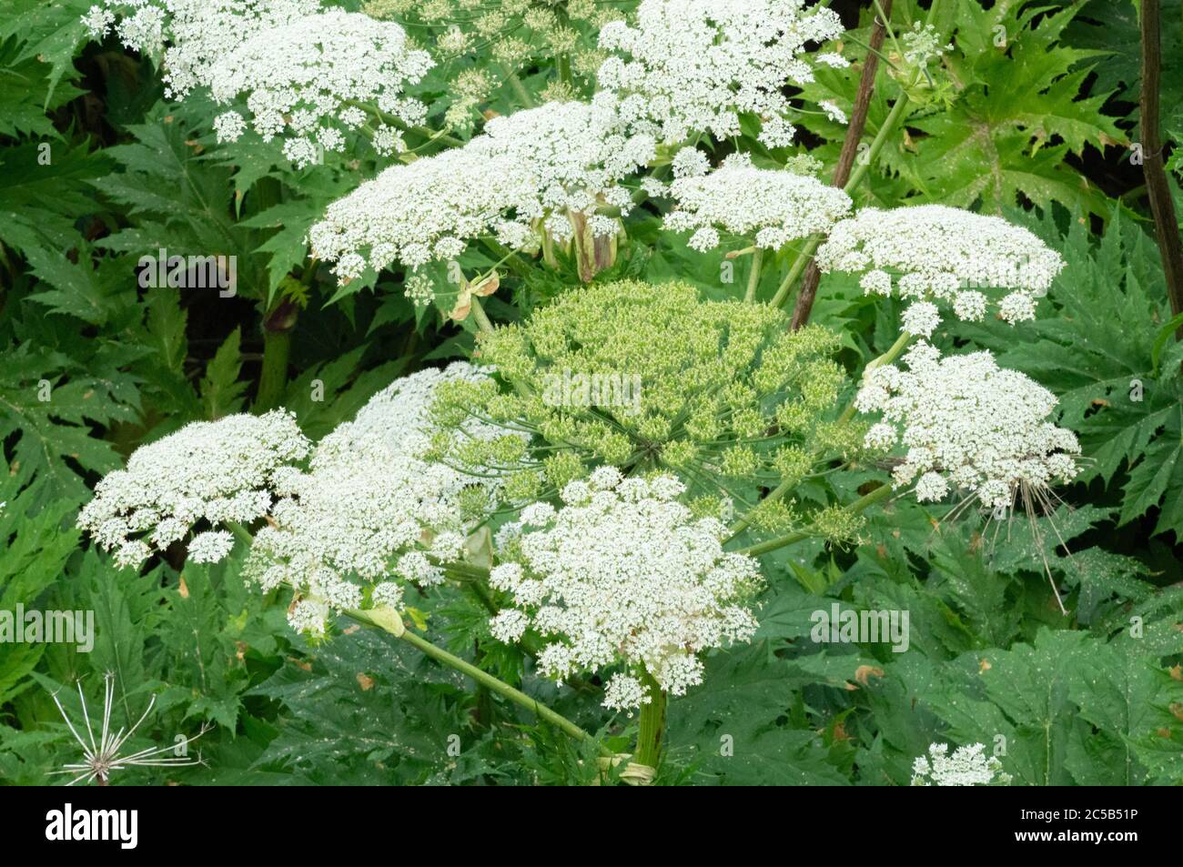 Hogweed gigante, conosciuto anche come prezzemolo gigante di vacca, parnitop gigante di vacca o hogsanne, una pianta invasiva che può causare ustioni, Regno Unito Foto Stock