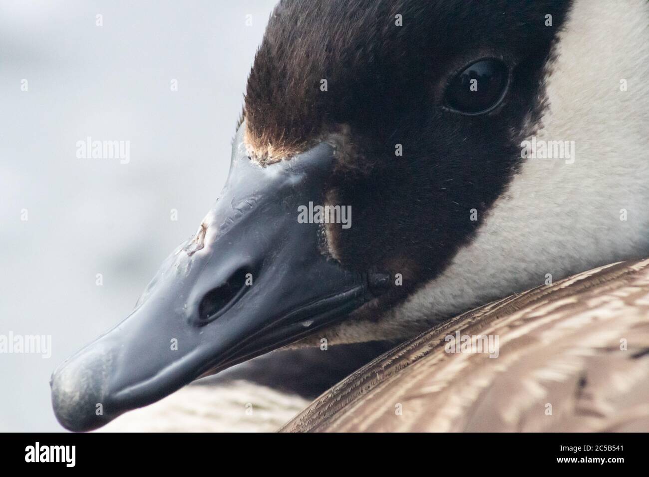 Canada oca branta canadensis testa o primo piano, Inghilterra UK Foto Stock