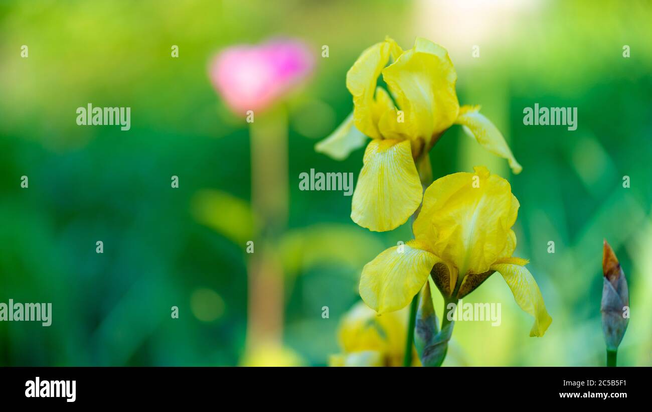 Primo piano di tulipani gialli chiusi sullo sfondo di foglie verdi. Bellissimi fiori che ondeggiano nel vento. Concetto di natura sfondo. Foto Stock