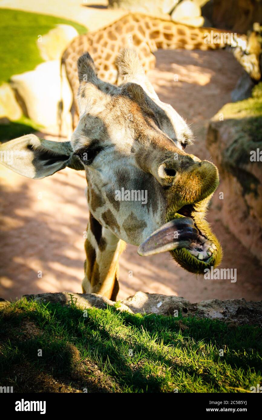 Colpo verticale closeup di una giraffa che mangia erba con il suo lingua fuori con un altro nella parte posteriore Foto Stock