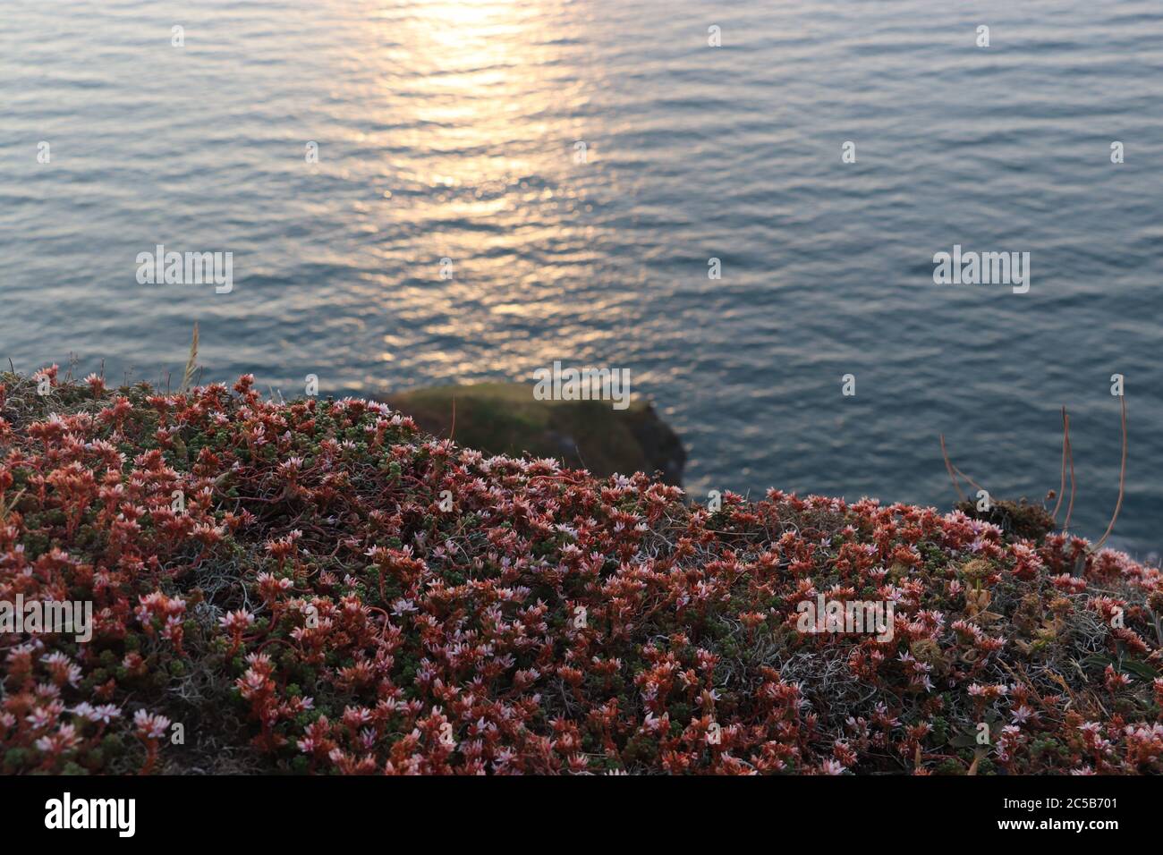 tramonto che riflette in acqua con fiori rossi in primo piano Foto Stock