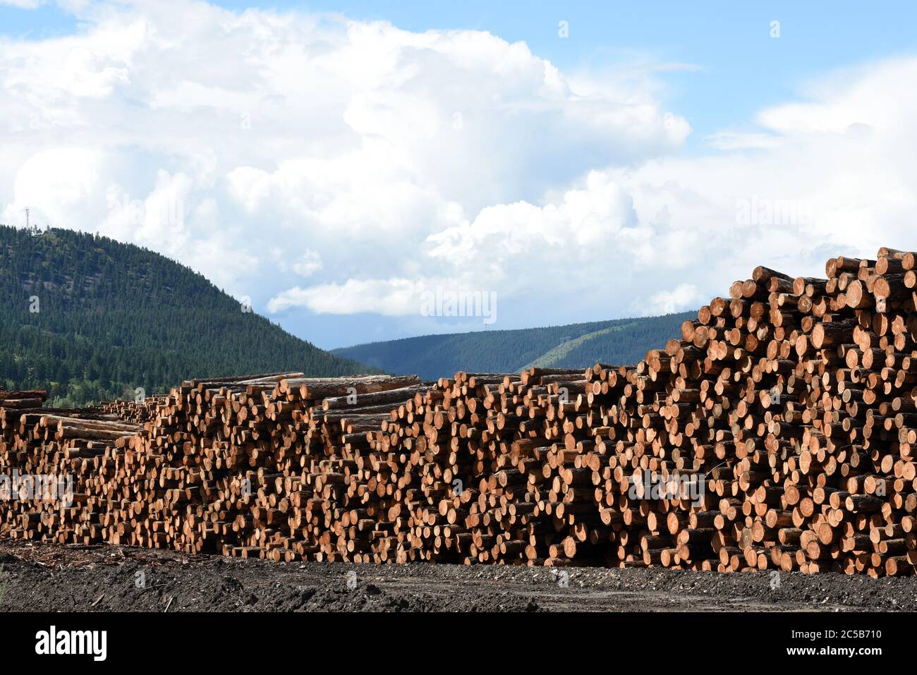 Pile di tronchi di legname grezzo si trovano impilate nel cantiere della divisione Lakeview di Tolko Industries, nel lago Williams, British Columbia, Canada. Foto Stock