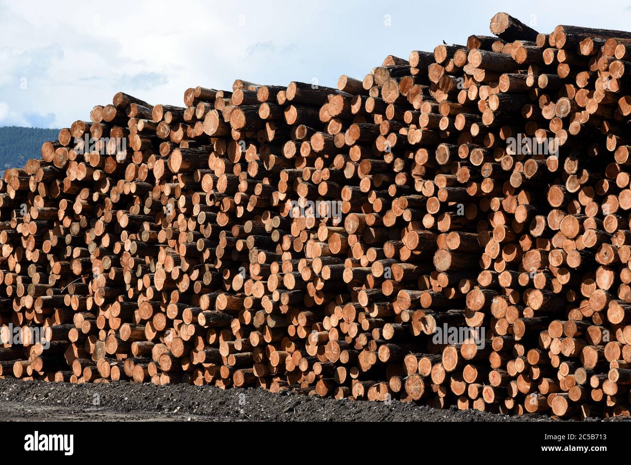 Pile di tronchi di legname grezzo si trovano impilate nel cantiere della divisione Lakeview di Tolko Industries, nel lago Williams, British Columbia, Canada. Foto Stock