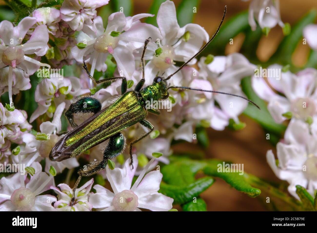 Fiore Thick-Legged Beetle Foto Stock