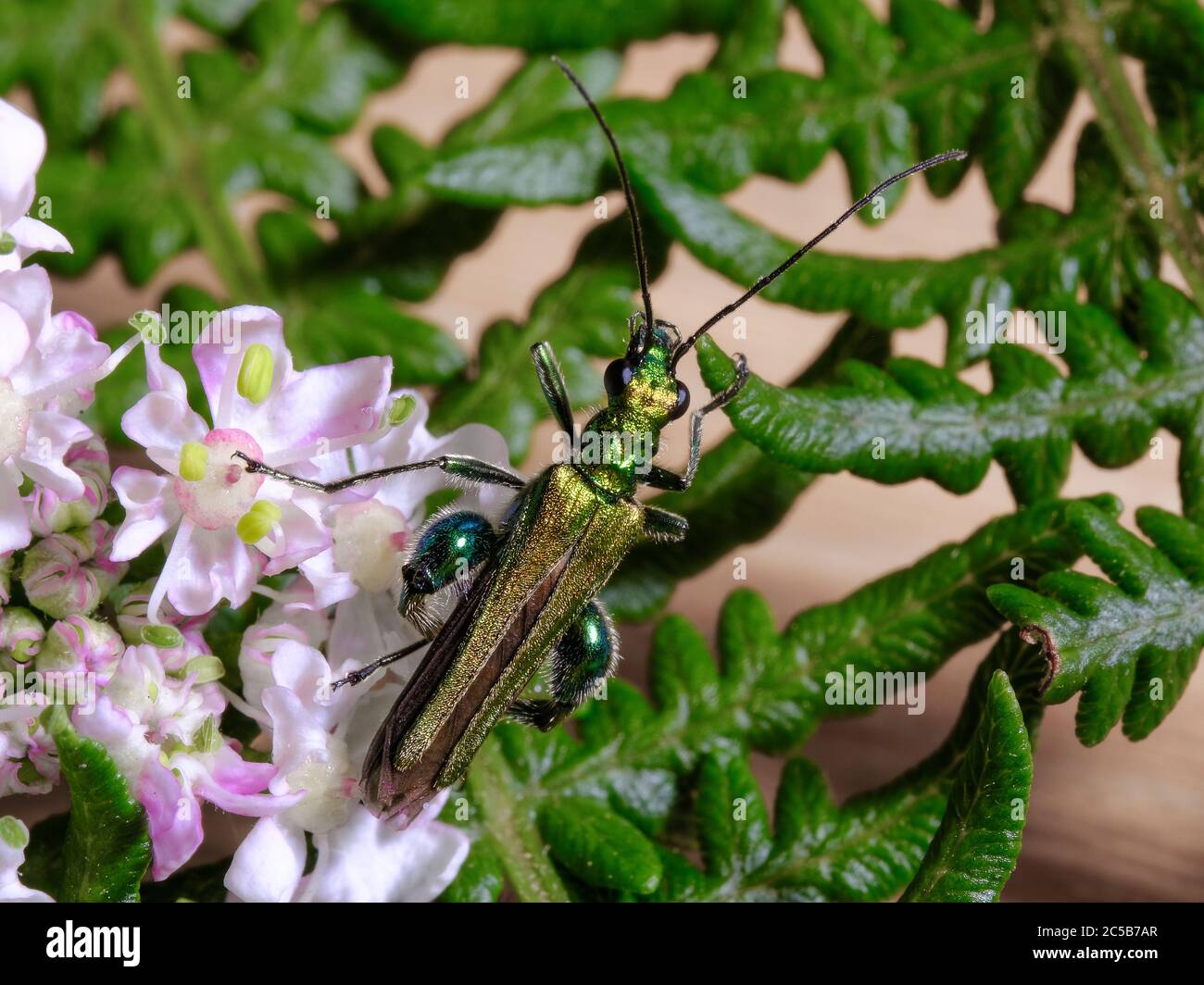 Fiore Thick-Legged Beetle Foto Stock