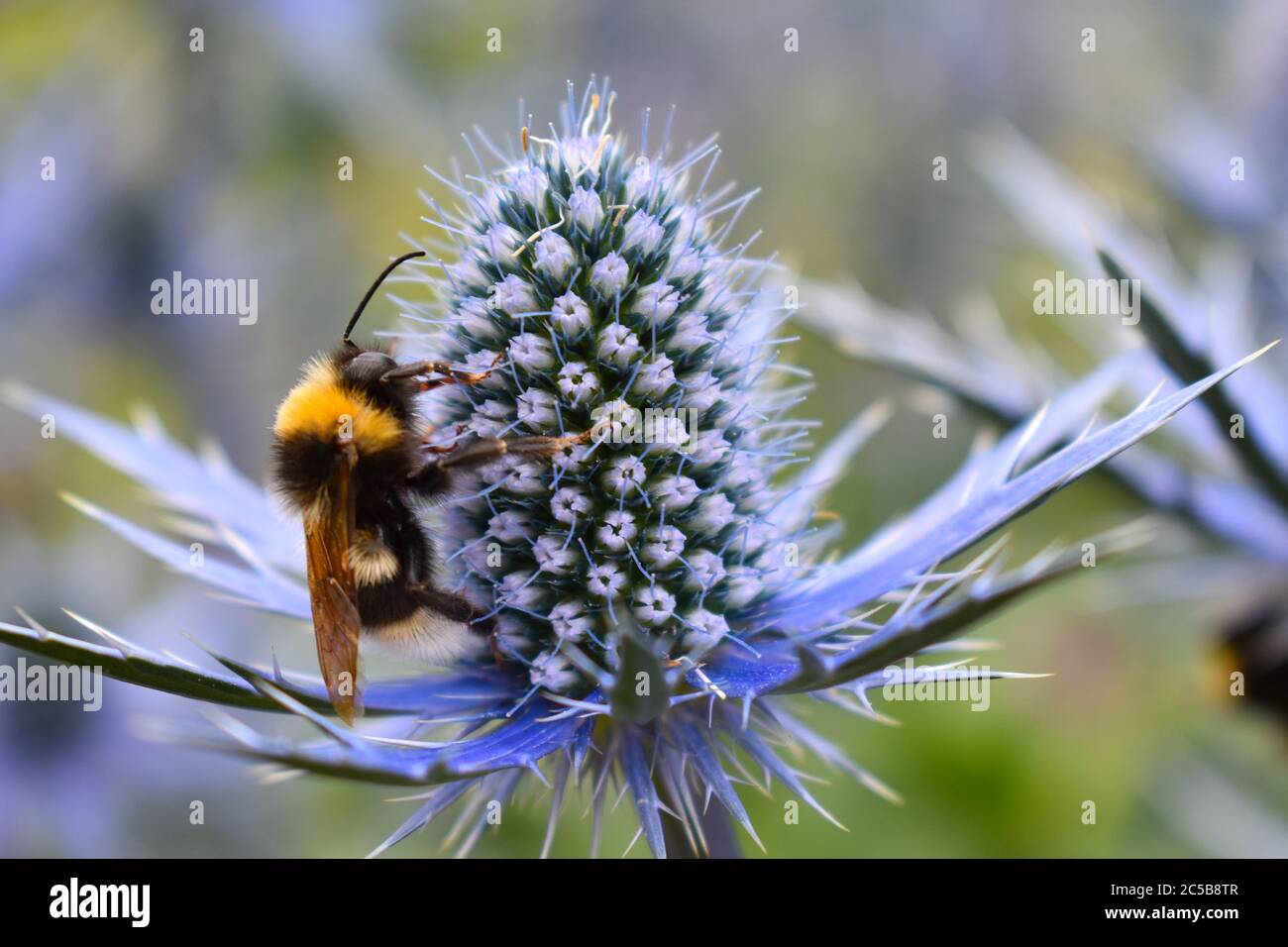 Bumblebees raccogliere nettare che fornisce loro energia fanno miele masticare polline mescolando con la loro saliva insetti sociali formare colonie con regina Foto Stock