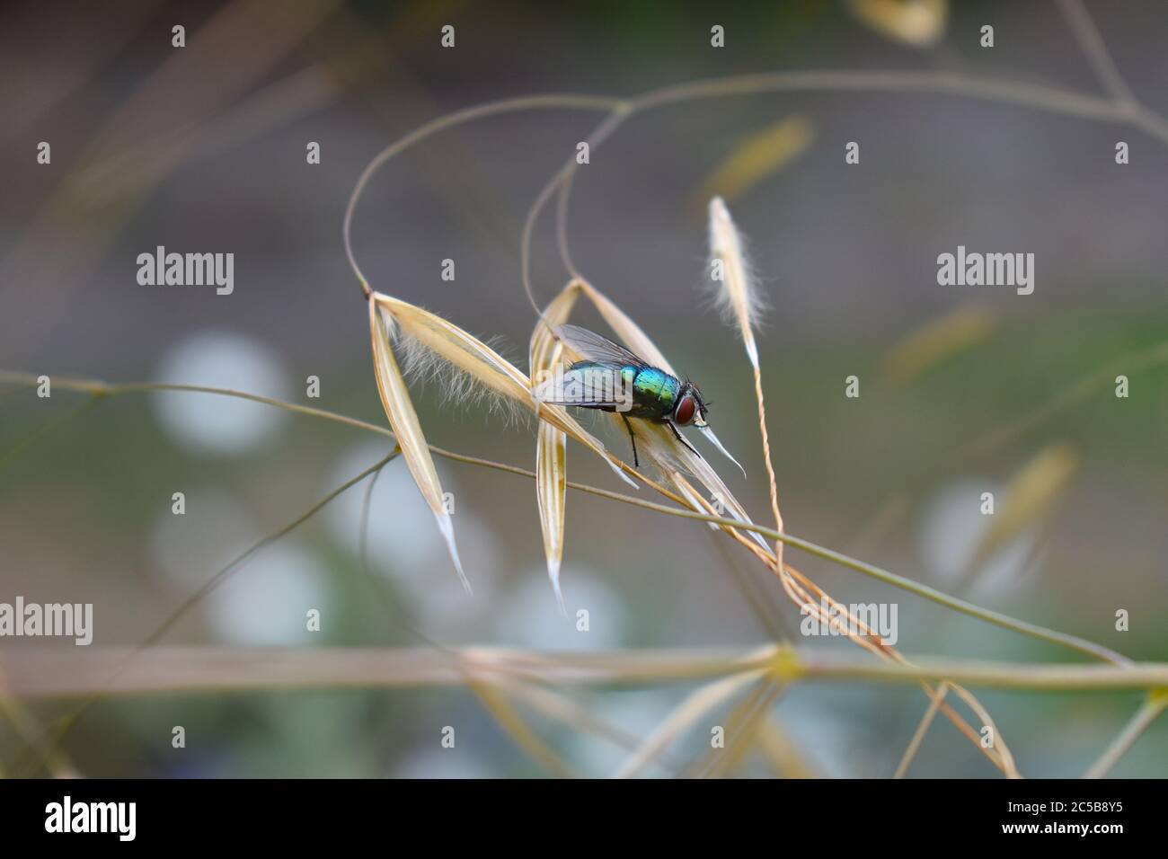 Una mosca di soffiaggio ha parti di bocca spugnose con i capelli di piuma sui segmenti terminali dell'antenna le larve conosciute come maggots sono dotate di boccagli simili a gancio Foto Stock