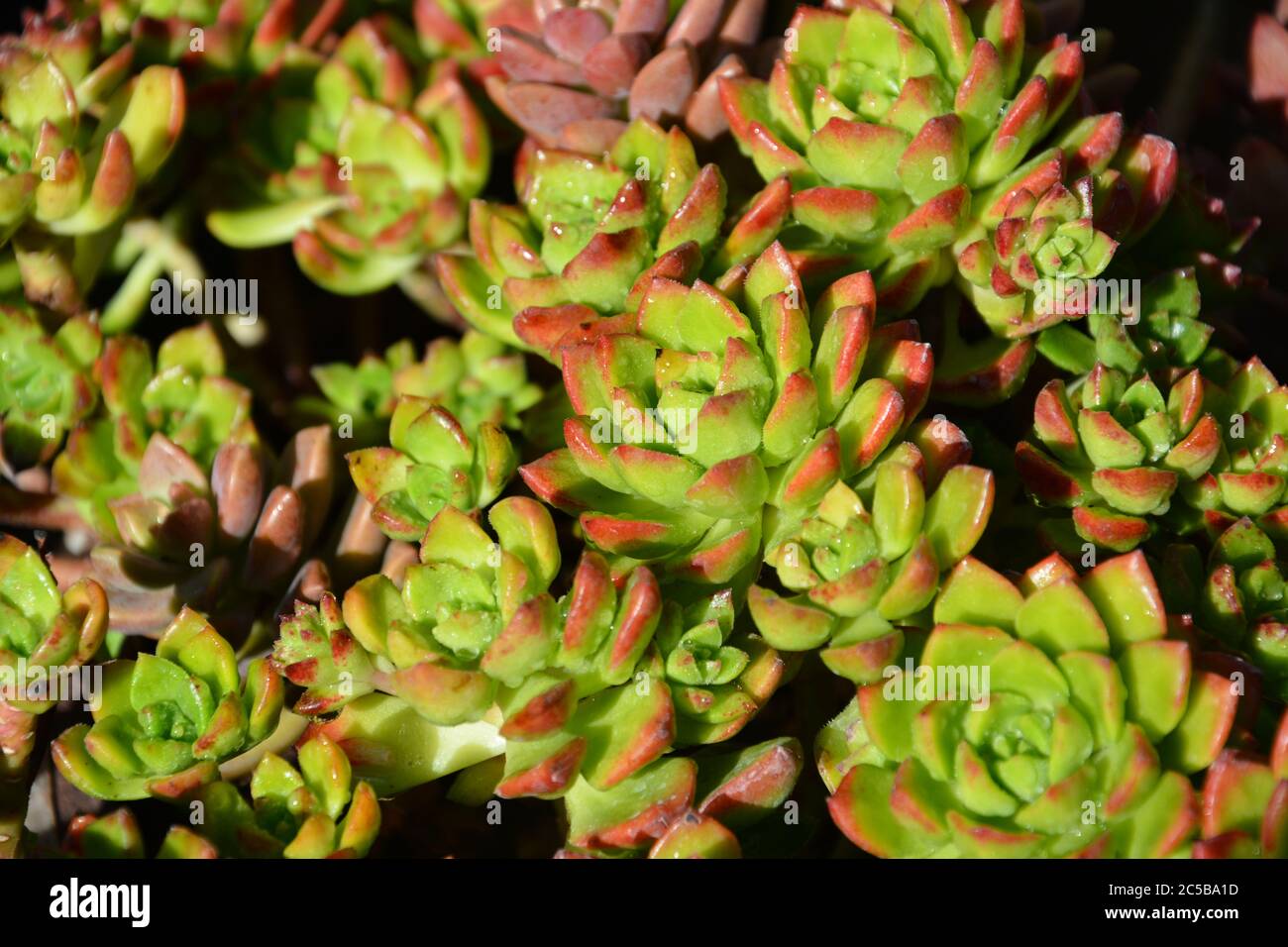 Sedeveria Markus come fiori in giornata di sole Foto Stock