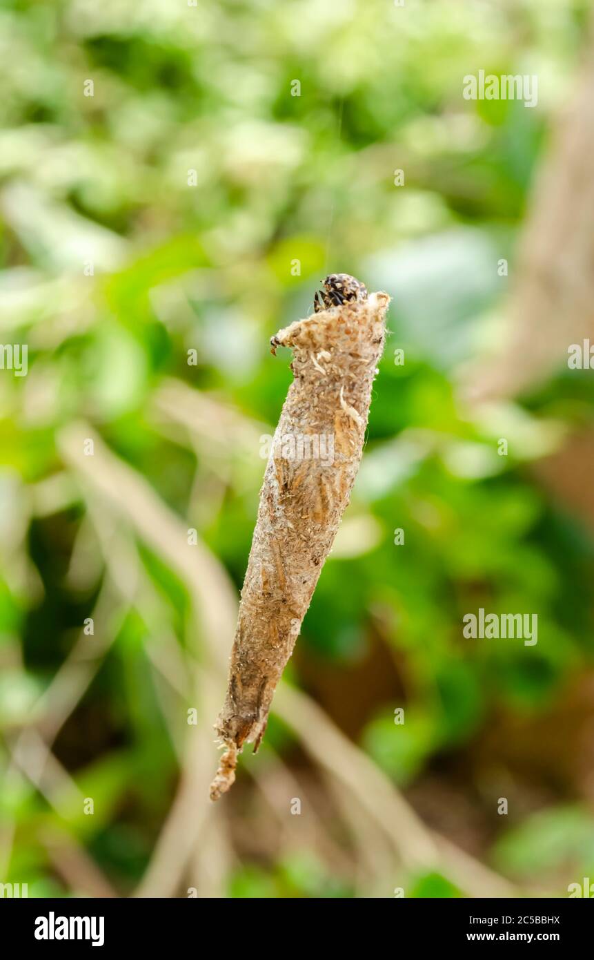 Piangere Bagworm Hanging Foto Stock