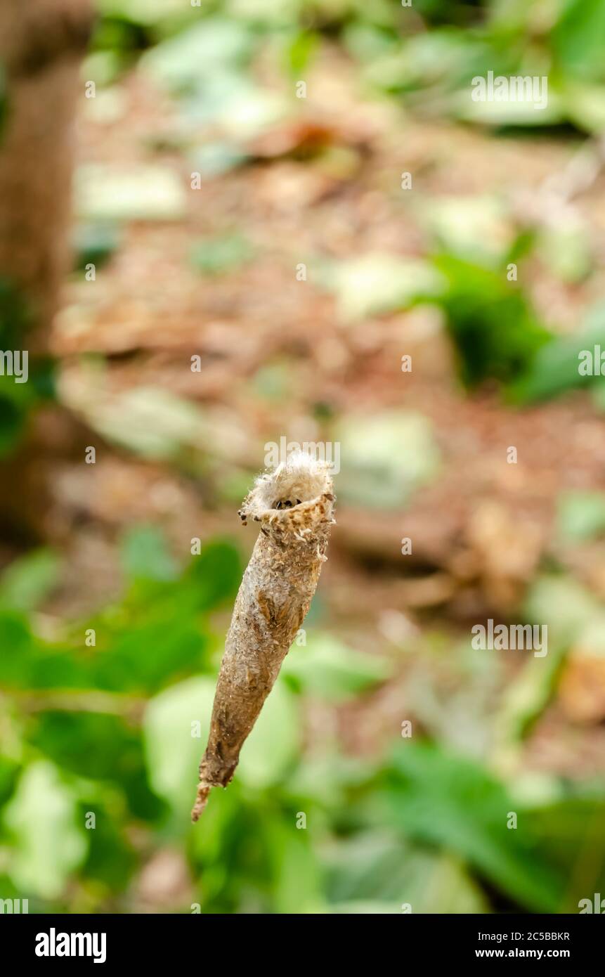 Bagworm Hanging Foto Stock