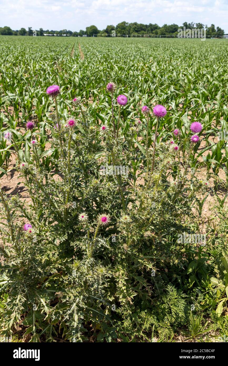 Annuire i thistles (nutans di Carduus), che crescono ai bordi del campo di mais, Michigan sudoccidentale, Stati Uniti, da James D Coppinger/Dembinsky Photo Assoc Foto Stock