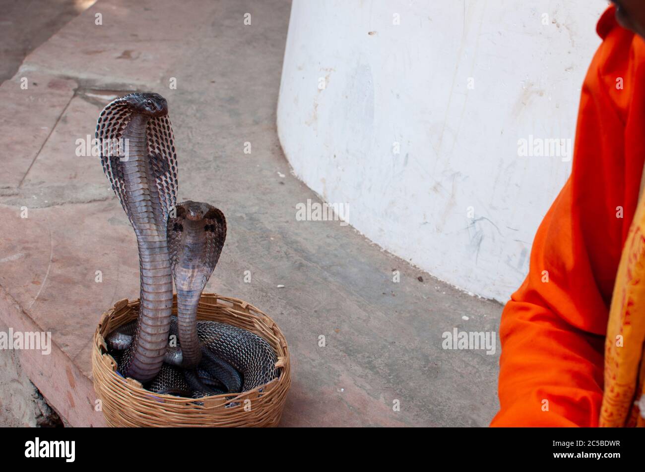 giocoliere indiano che gioca con un paio di cobra regale venomous Foto Stock