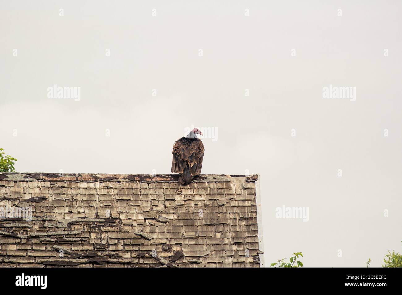 Tacchino avvoltoio (Cathartes aura) seduta su un tetto di fienile in piastrelle decadente, di nuovo alla macchina fotografica, con ali a motivi geometrici, di fronte lateralmente. Foto Stock