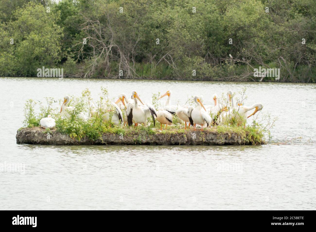 Flock of American White Pelicans (Pelecanus erythrorhynchos) su una piccola isola su un lago presso il Coyote Hills Regional Park, California. Foto Stock