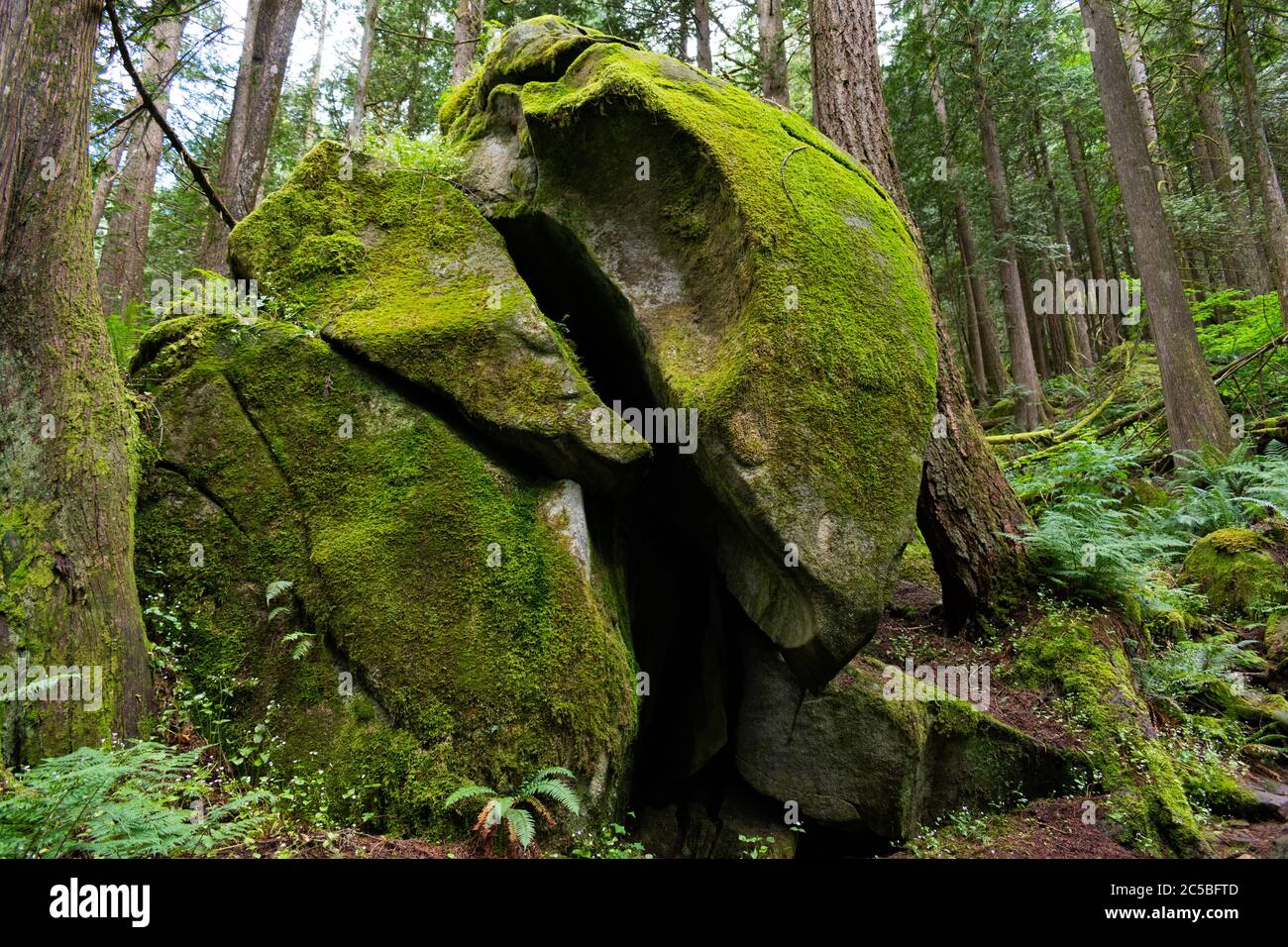 Roccia verde nella foresta Foto Stock