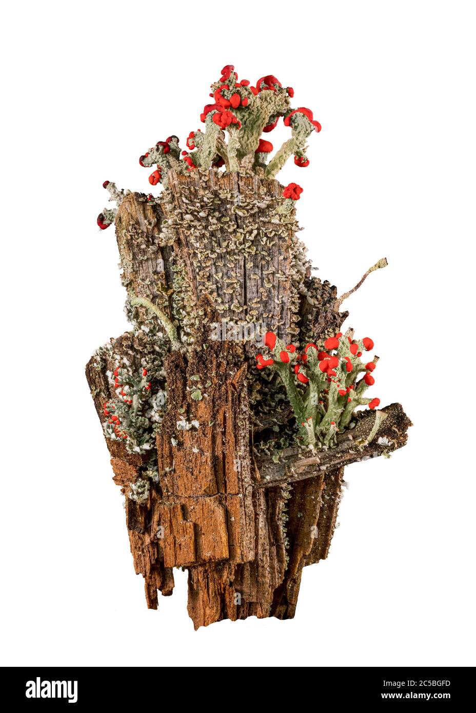Taglio di Cladonia cristatella o soldati britannici Lichen che crescono su vecchio palo di recinzione in legno nella Virginia occidentale su sfondo bianco Foto Stock