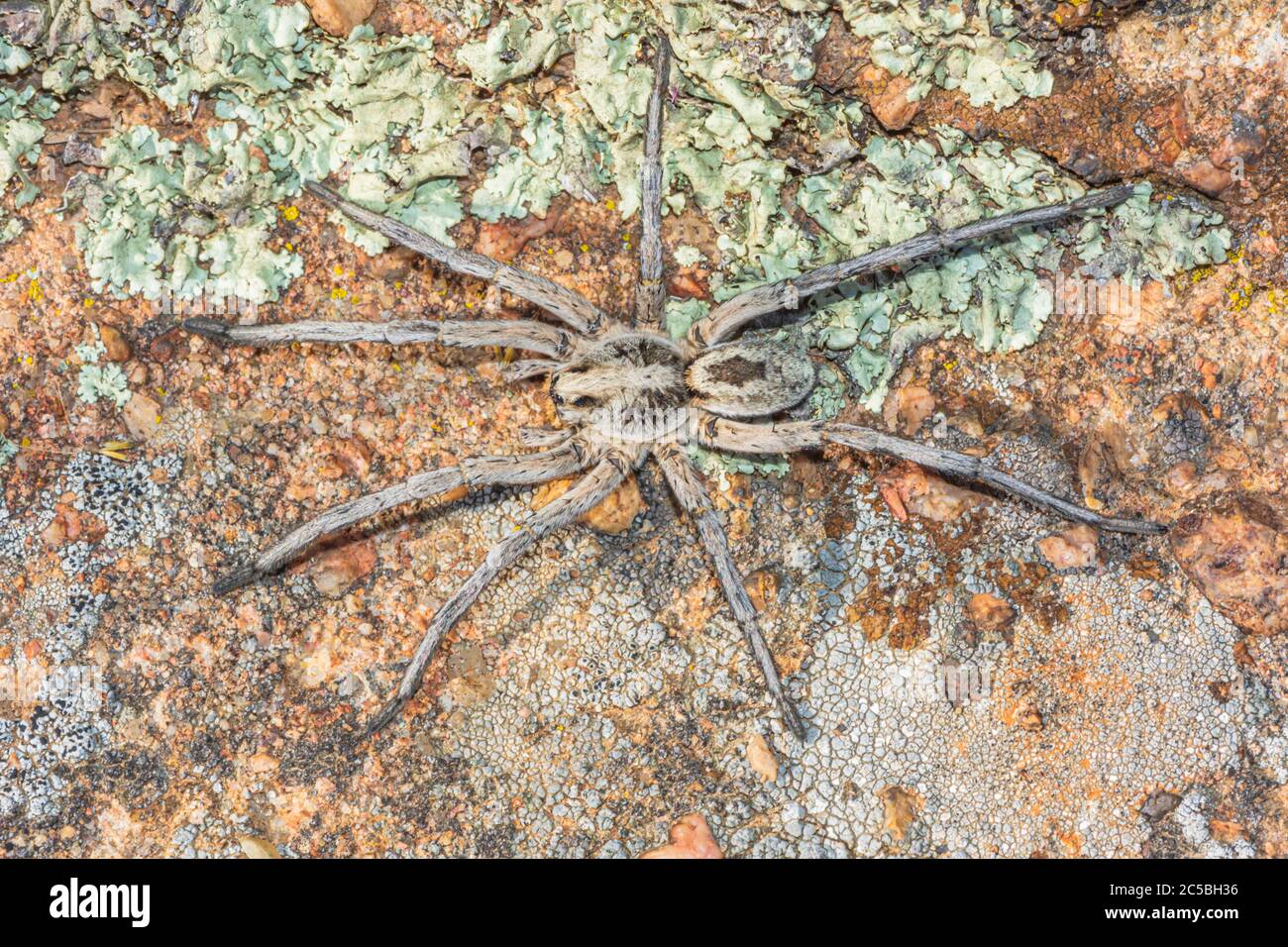 Carolina Wolf Spider (Hogna carolinensis), si dice sia il più grande ragno lupo negli Stati Uniti. Fotografato a Castle Rock Colorado USA. Foto Stock