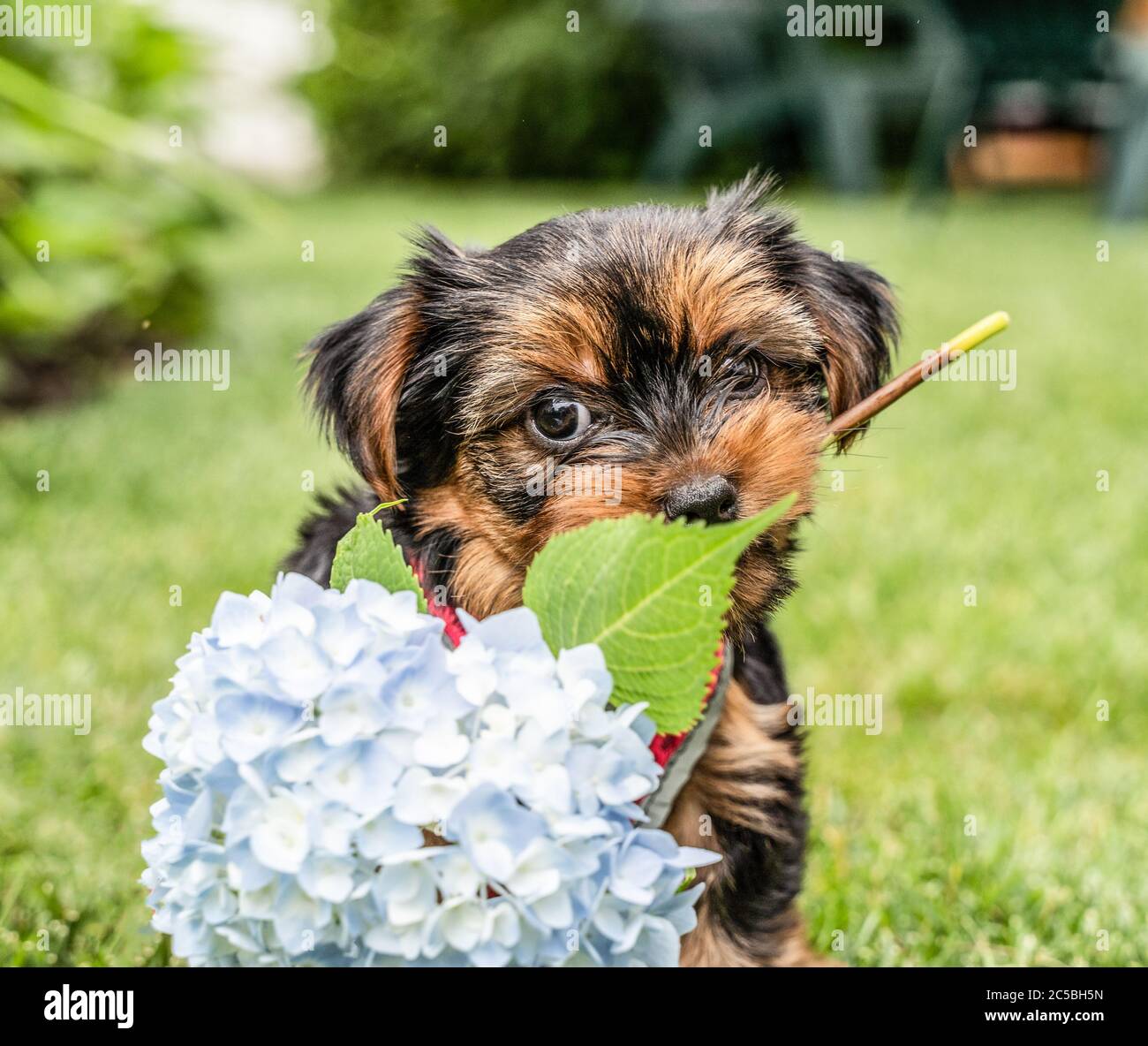 Carino Yorkshire Terrier cucciolo gioca con un blu idrangea Foto Stock