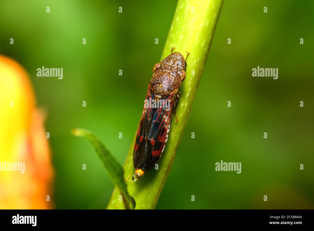 Shooter ad ala glassy - Homalodica vitripennis - (ex H. coagulata) su tromba, vista dall'alto Foto Stock