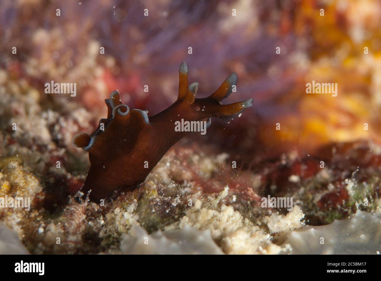 Lepre di mare freckled, Aplysia parvula, luogo di immersione di avventure di mare, isola di Mabul, vicino Isola di Sipadan, Sabah, Malesia, Celebes Mare Foto Stock