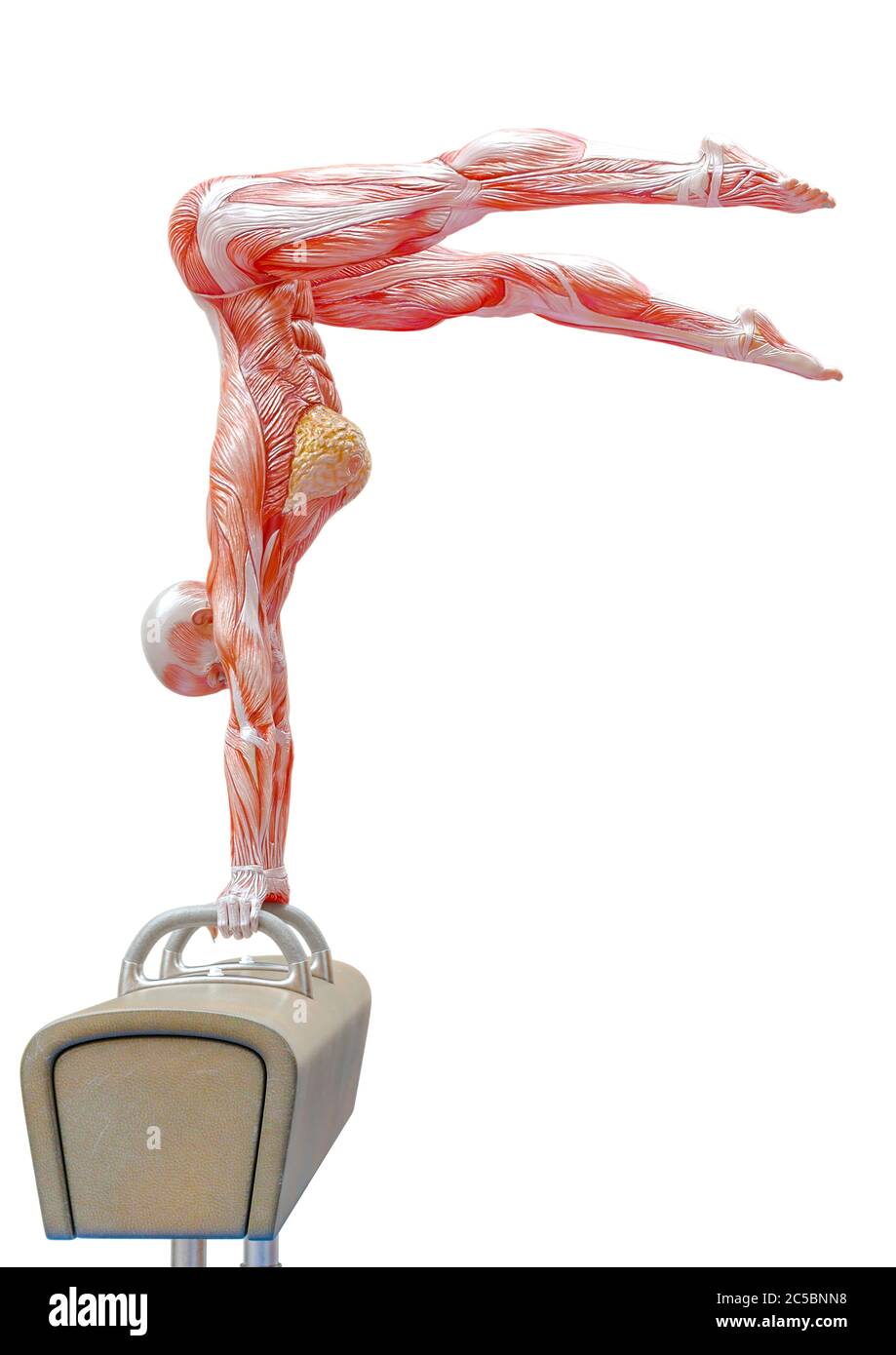 muscolo donna che fa un ginnastica su cavallo pomel posa tre in bianco sfondo vista laterale, illustrazione 3d Foto Stock muscolo donna che fa un ginnastica su cavallo pomel posa tre in bianco sfondo vista laterale, illustrazione 3d Foto Stock
