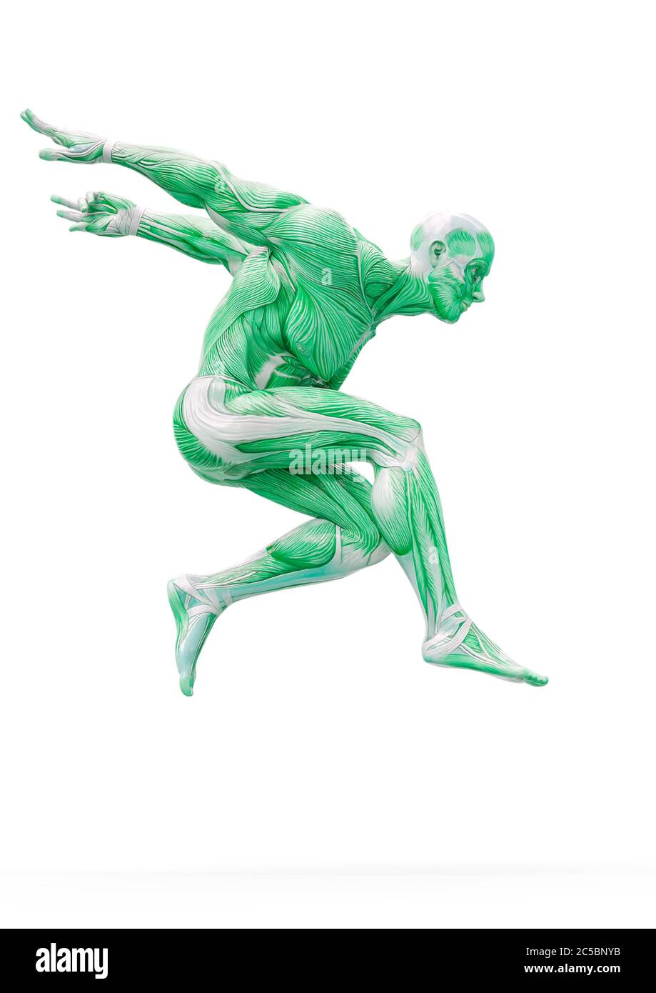 anatomia del muscleman corpo eroico saltando su sfondo bianco, illustrazione 3d Foto Stock