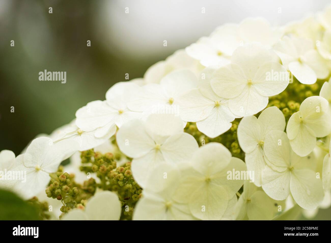 Foglie di quercia idrangea (Hydrangea quercifolia) cv. Regina della neve nella famiglia Saxifragaceae, fiorente in estate. Foto Stock