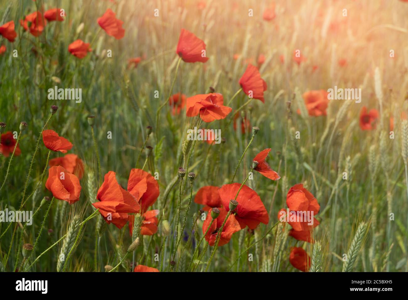 Fiori di papavero rosso sul campo di grano Foto Stock