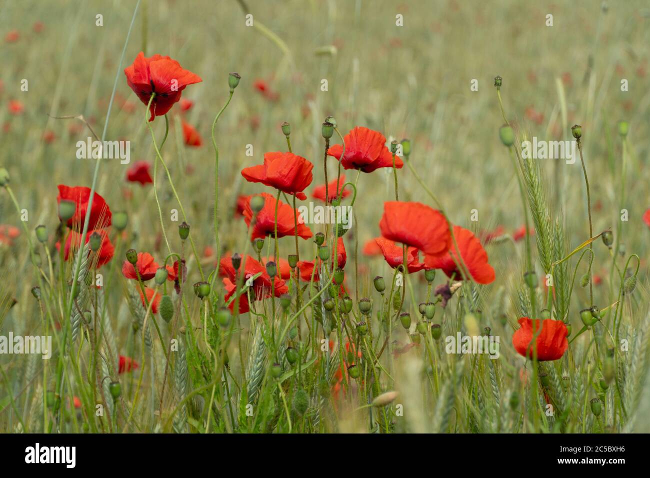 Fiori di papavero rosso sul campo di grano Foto Stock