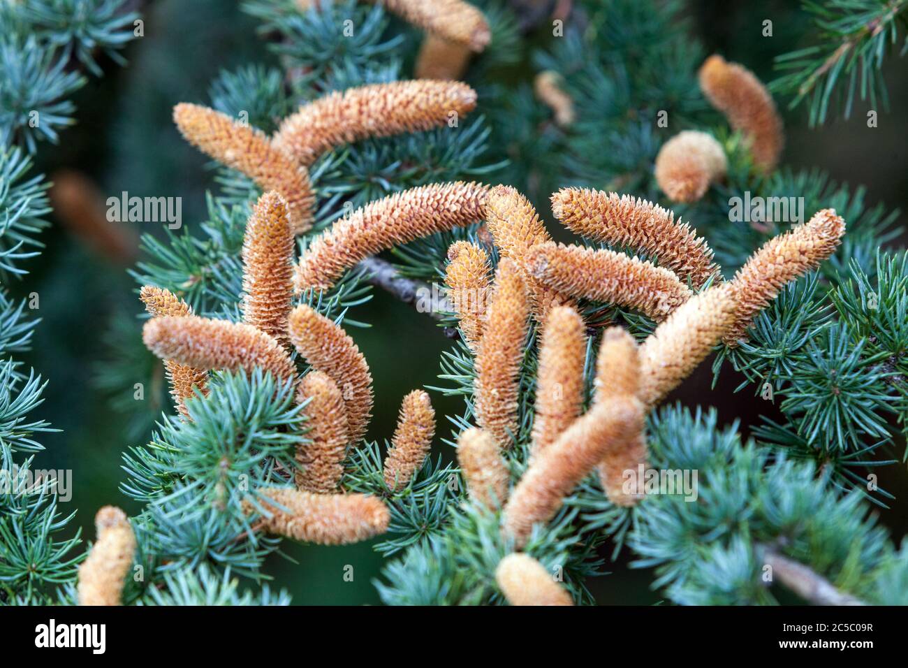 Blue Atlas Cedro coni maschio gimnosperm Foto Stock