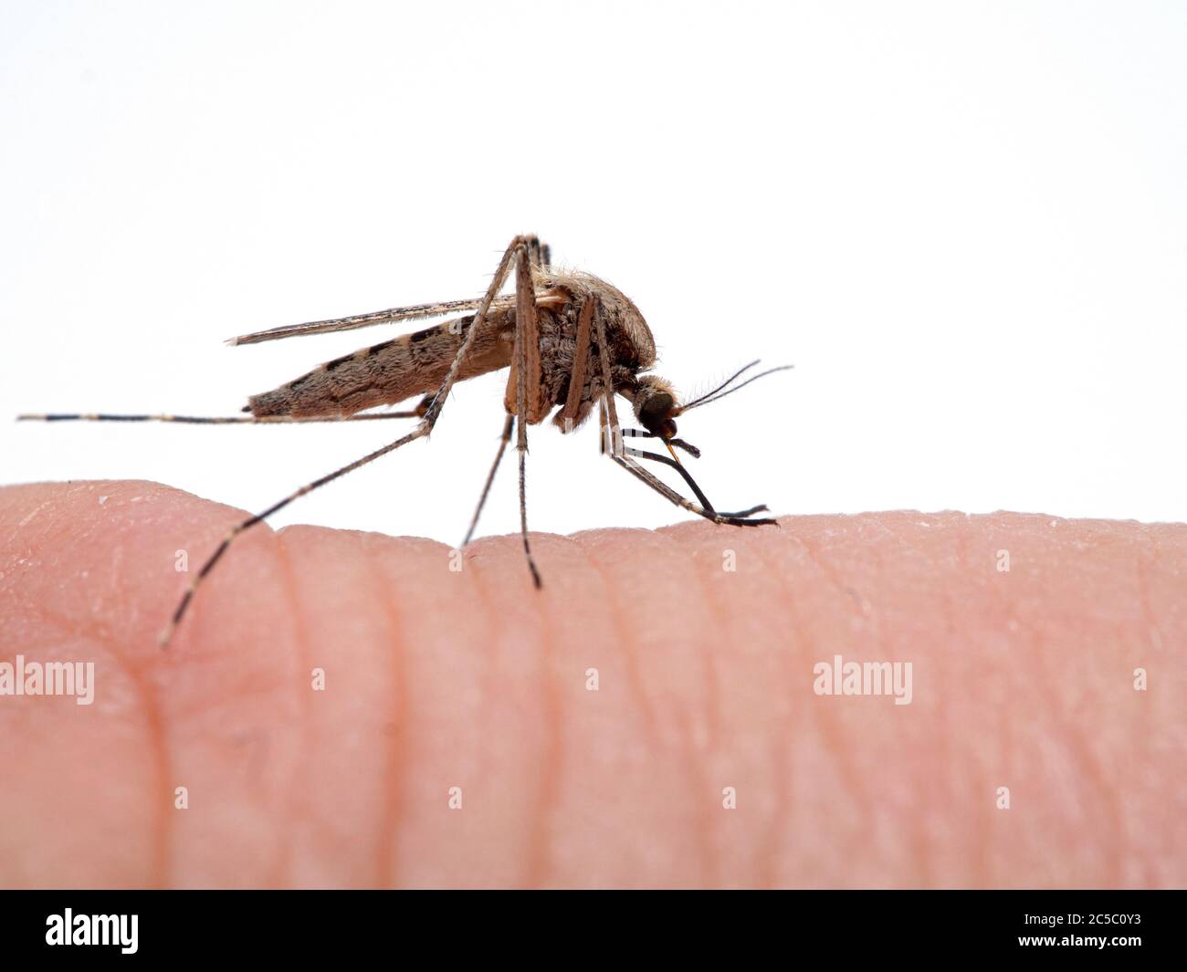 zanzara, animale, fauna, invertebrato, bug, mosca, insetto alato, Arthropoda, Insecta, Diptera, Culicidae, Aedes, Aedes dorsalis, Nord America, British Foto Stock