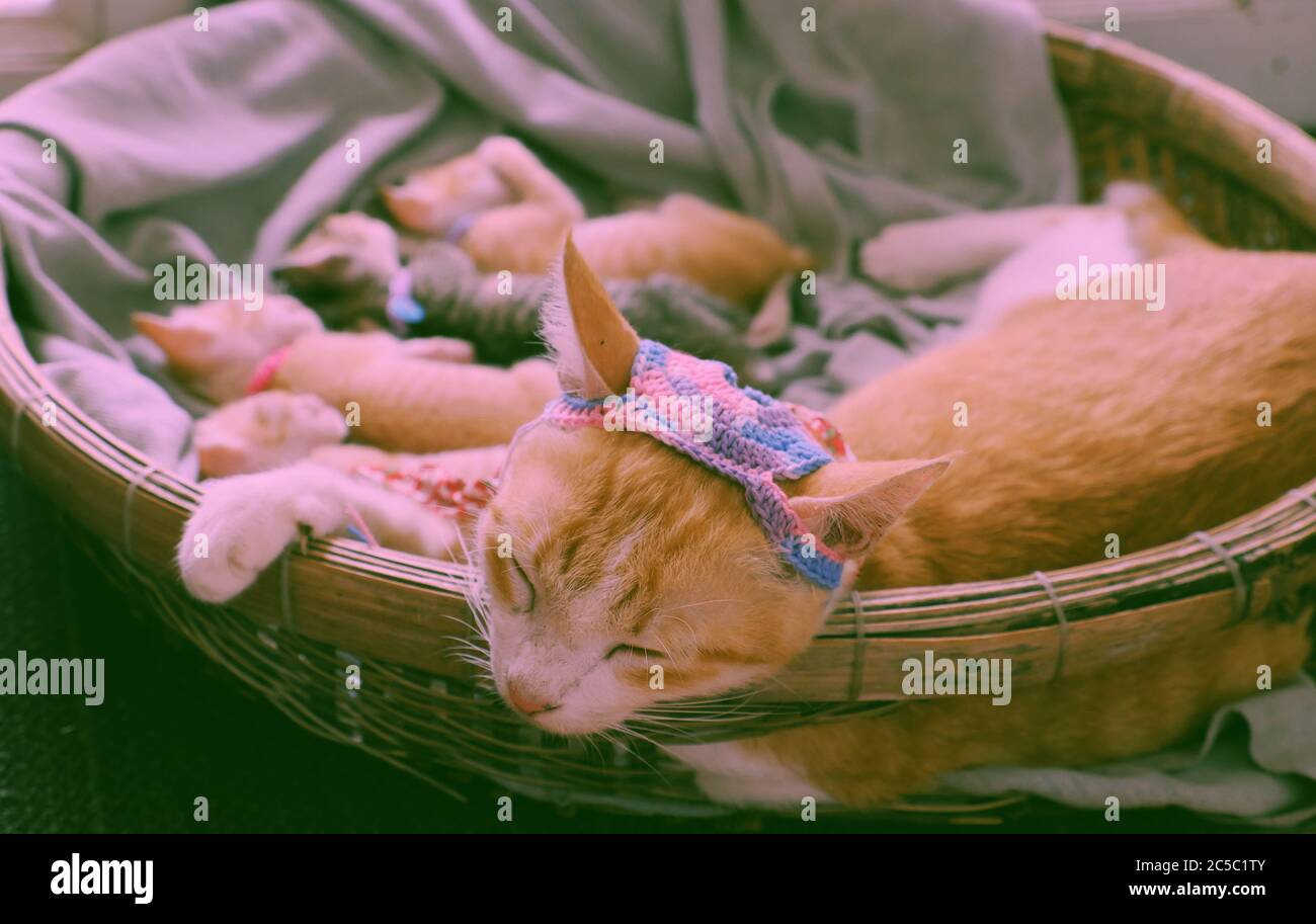 Primo piano ritratto di madre gatto faccia indossare cappello di lana, occhi chiusi, sdraiarsi in cesto con cucciolo neonato, grazioso animale domestico in pelliccia arancione, le zampe anteriori reggono bordo Foto Stock