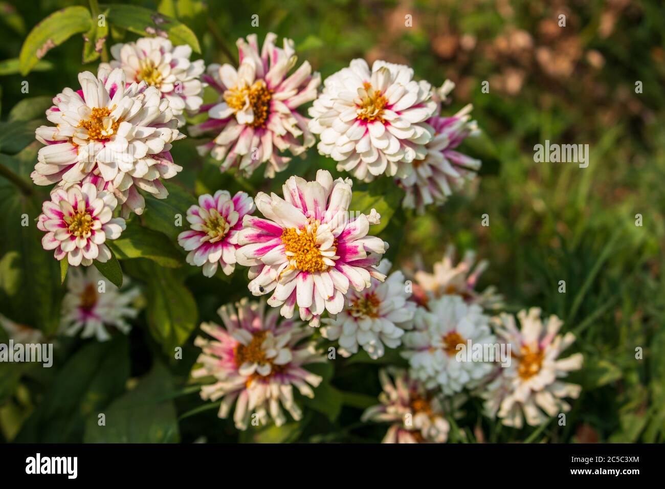 Un bellissimo paesaggio di Zinnia Marylandica 'Double Zahara White' fiori con sfondo verde sfocato in estate. Molti fiori sono sullo sfondo. Foto Stock