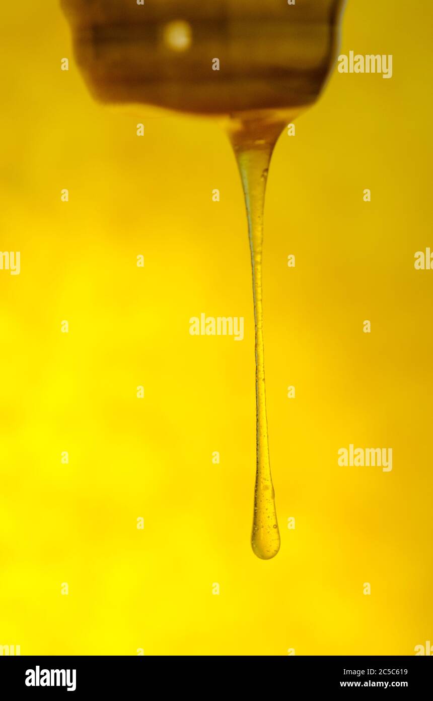 Miele bastone con miele versato. Flusso di miele dolce. Schizzi di miele dolce biologico. Miele che sgocciola con miele penetratore Foto Stock