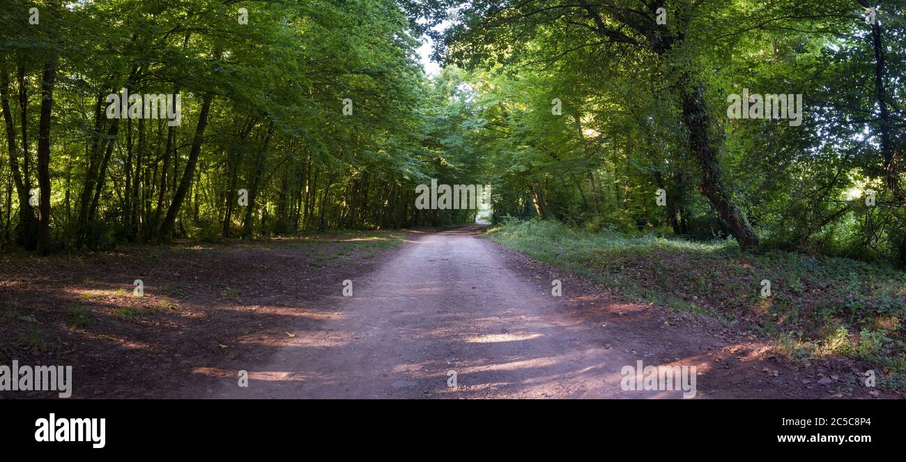 Strada forestale panoramica in primavera Foto Stock