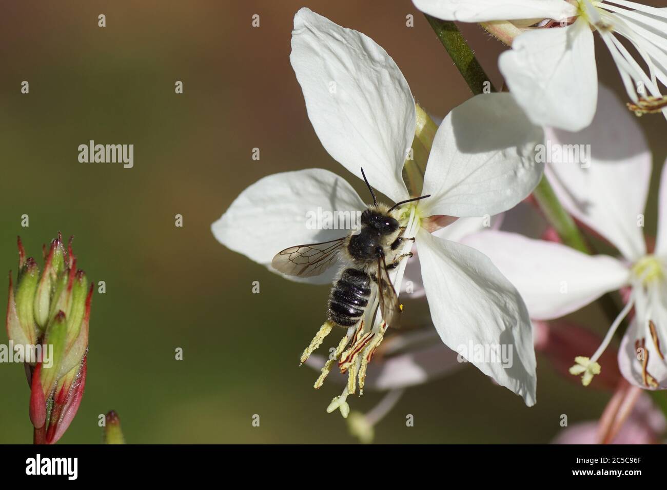 Ape da taglio a foglia (Megachile), famiglia Megachilidae che si nutra di un fiore di Gaura Bianca (Gaura lindheimeri), famiglia delle salilwiae (Onagraceae). Giugno. Foto Stock