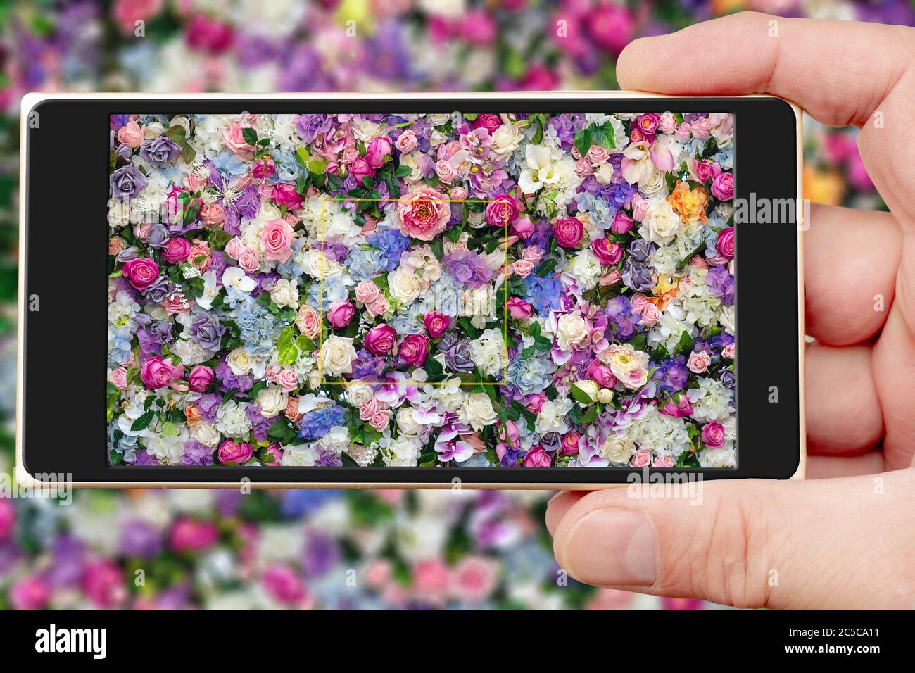 Splendide rose sullo schermo dello smartphone. Fotografare splendidi fiori. Foto Stock