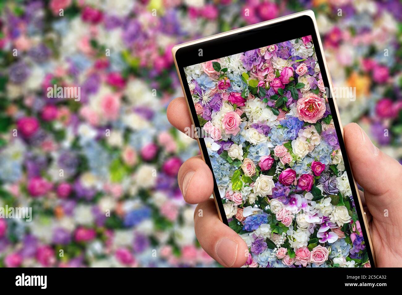 Splendide rose sullo schermo dello smartphone. Fotografare splendidi fiori. Foto Stock