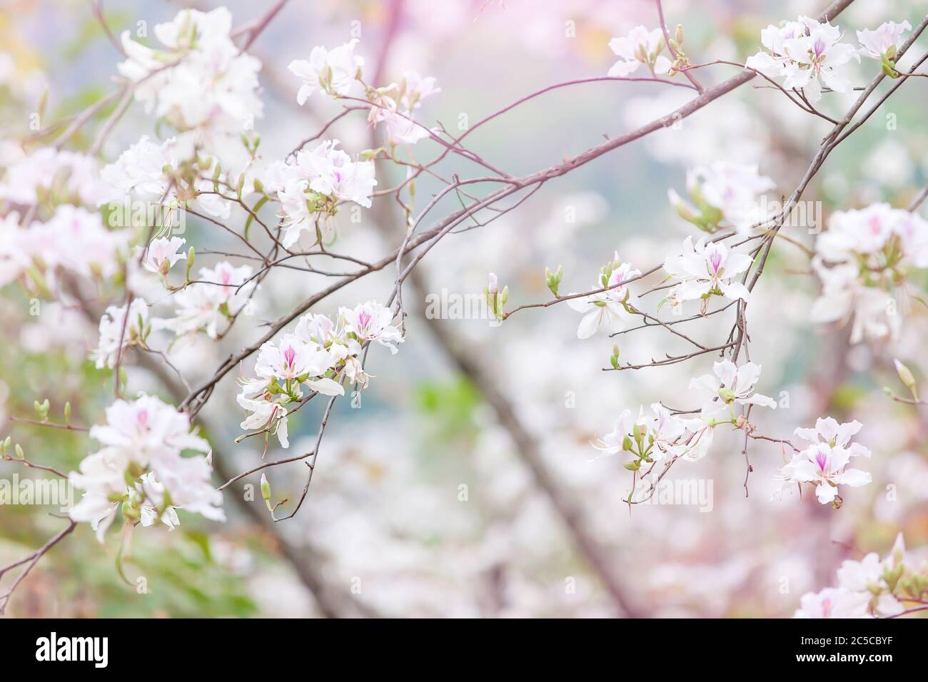 Fiore bianco Bauhinia variegata o orchidee albero in estate, petali bianchi con macchie viola e rosa, orchidee alberi fiori sfocati negli sfondi. Foto Stock